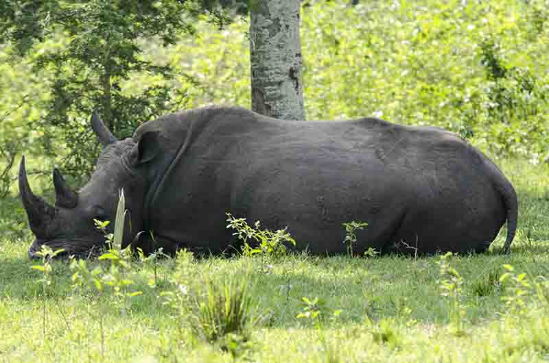 32 - Rinoceronte Blanco - reserva de Ziwa - Uganda